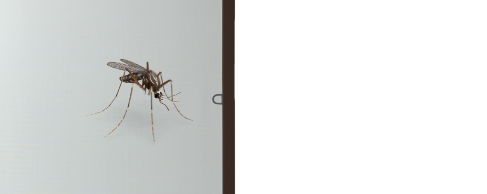 Baner mosquito